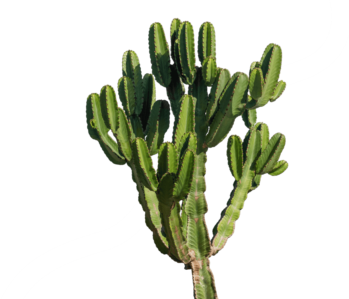 windmill illustration