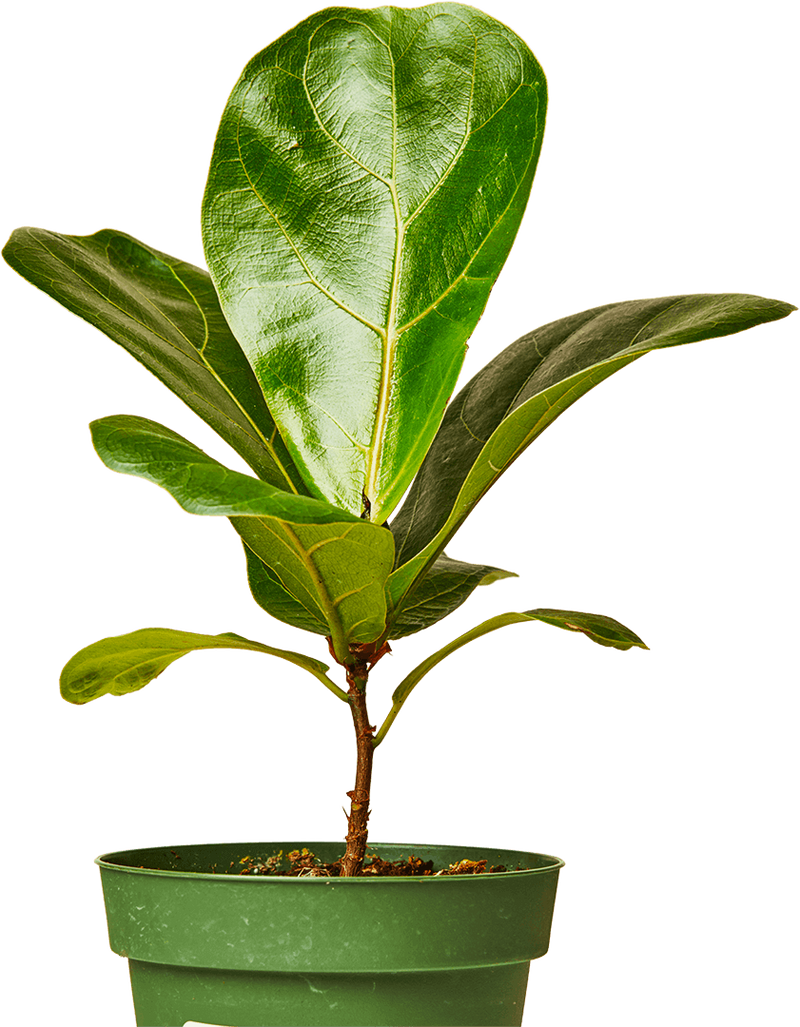 Plant image