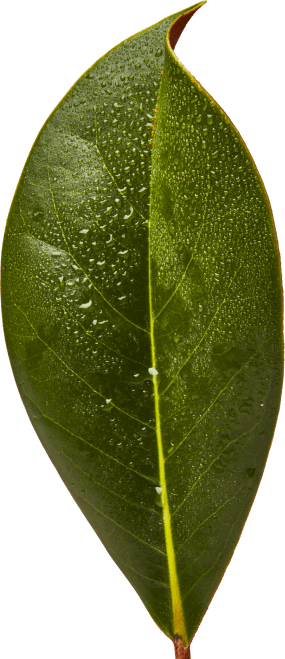 leaf