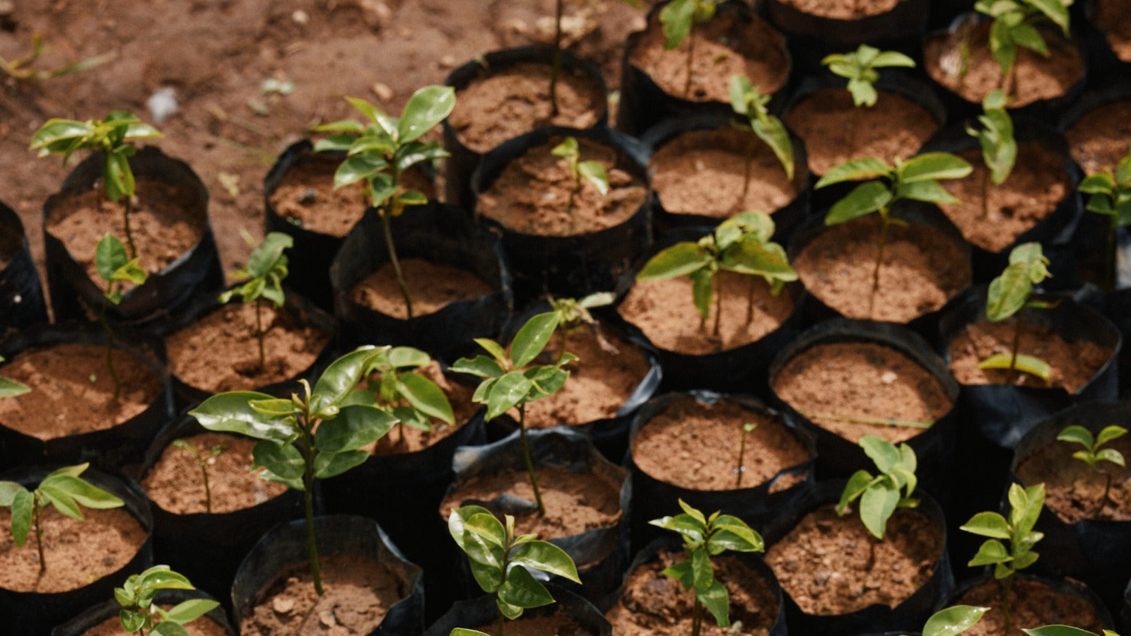 Row of small plants in black pots with soil, arranged in a grid pattern.