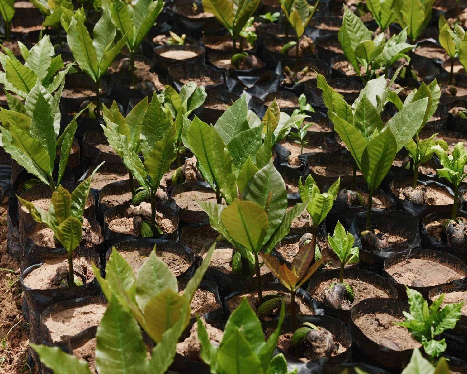 Row of young plants in pots on a bed of soil