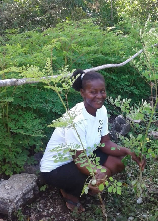 Haiti, Agroforestry - 