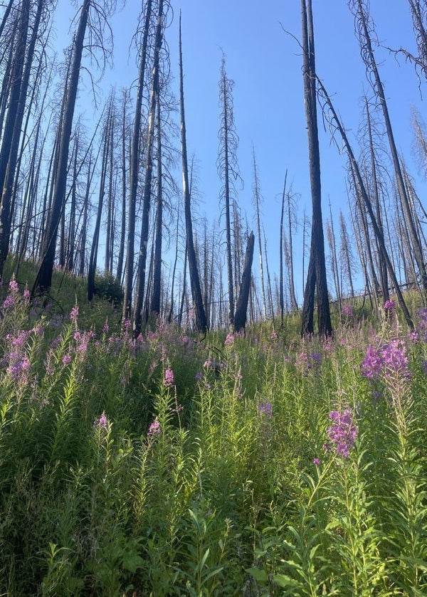 Nicola Watershed, British Columbia - 
