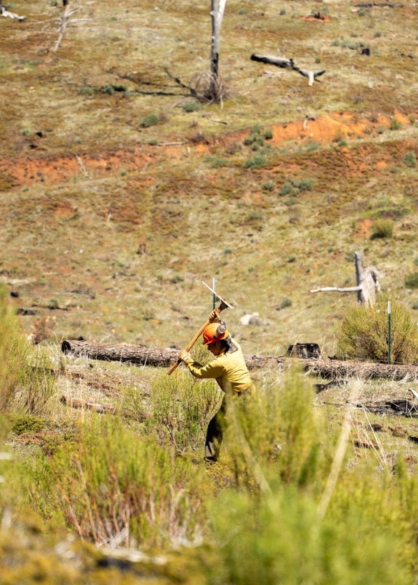 Rim Fire, California - 
