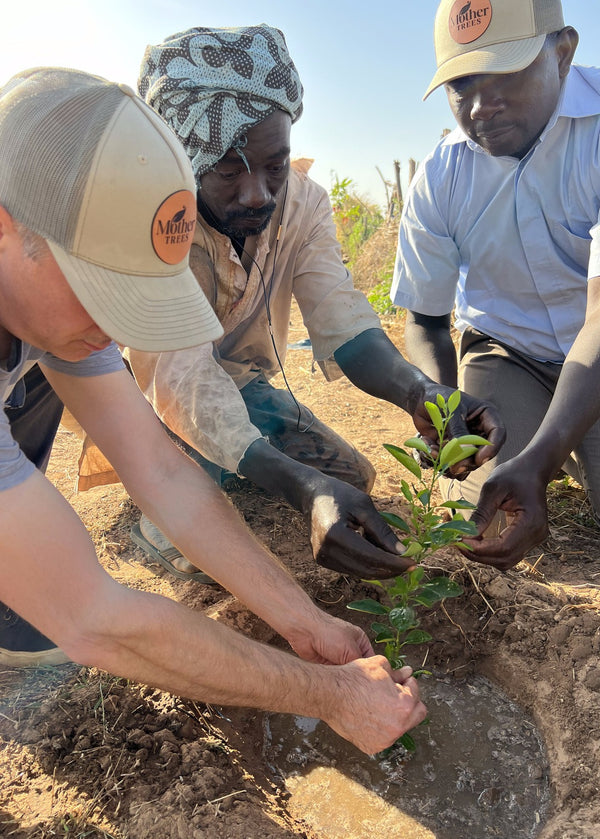 Senegal, Agroforestry - 