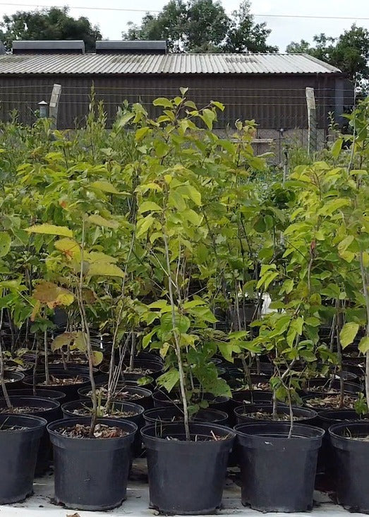 United Kingdom, Kent - 